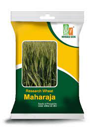 Kanak Wheat